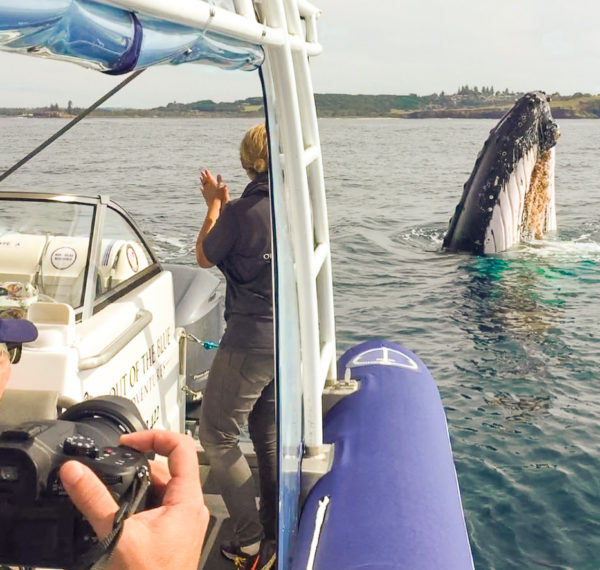 Byron Bay Whale Watching