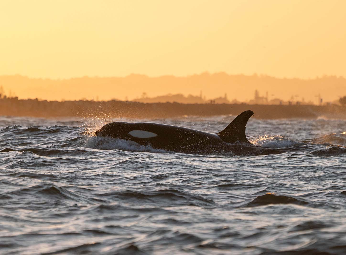 Orca Whale in Byron Bay on a Whale Watching Tour