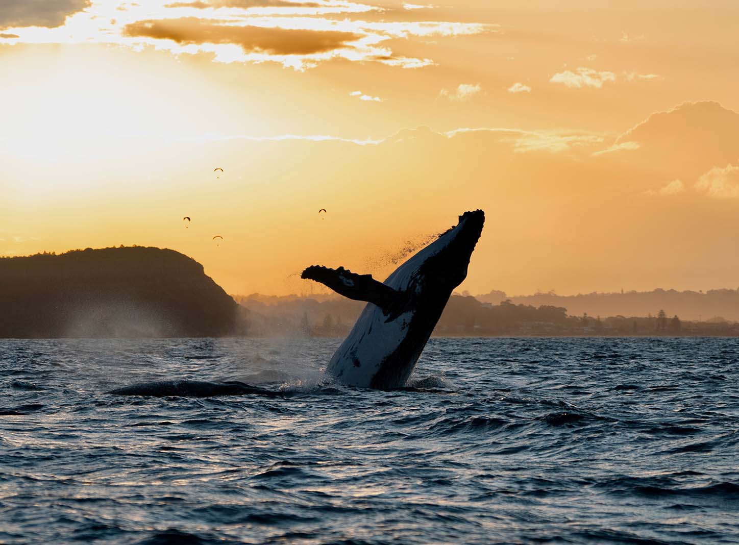 Humpback Whale at Sunset seen on a Byron Bay Whale Watching Tour